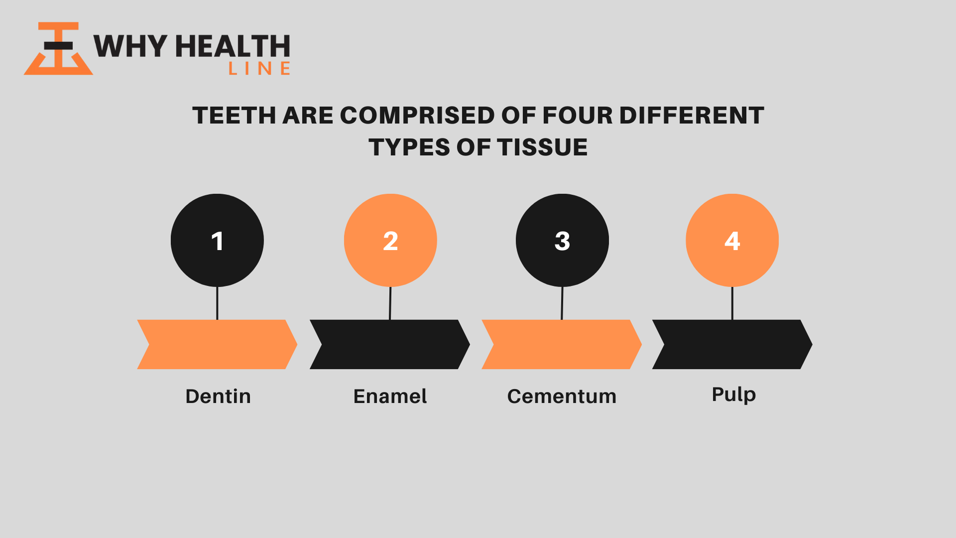 Teeth are Comprised of Four Different Types of Tissue